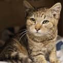 Photo of Cayenne