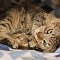 Photo of Cayenne