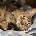 Photo of Cayenne