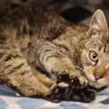 Photo of Cayenne