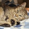 Photo of Cayenne