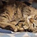 Photo of Cayenne