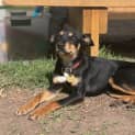 Photo of Chiquita