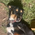 Photo of Chiquita