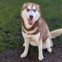 Photo of Stella