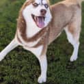 Photo of Stella