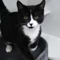 Photo of Peppin 11004