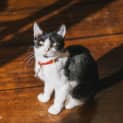 Photo of Ferdinand