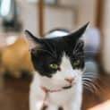 Photo of Ferdinand