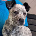 Photo of Indi