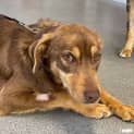 Photo of Lilly