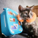 Photo of Wolfie