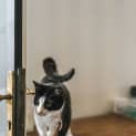 Photo of Pee Wee
