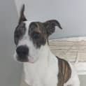 Photo of Layla
