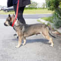 Photo of Bucky