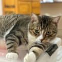 Photo of King Carl Gato
