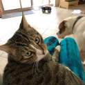 Photo of King Carl Gato