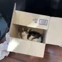 Photo of Nala