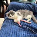 Photo of Rosie