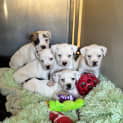 Photo of Riot