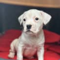 Photo of Riot