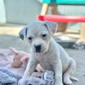Photo of Riot