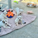Photo of Riot