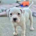 Photo of Scout