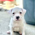 Photo of Scout