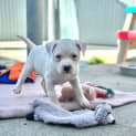 Photo of Scout