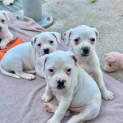 Photo of Scout