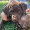 Photo of Coco