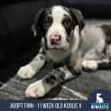 Photo of Finn   11 Week Old Koolie X (Trial)