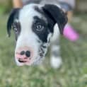 Photo of Finn   11 Week Old Koolie X (Trial)