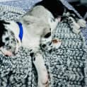 Photo of Finn   11 Week Old Koolie X (Trial)