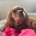 Photo of Evie