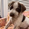 Photo of Kodi