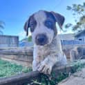 Photo of Kodi