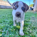 Photo of Kodi