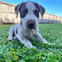 Photo of Kodi