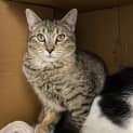 Photo of Dandelion