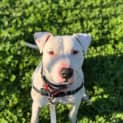 Photo of Pogo