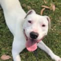 Photo of Pogo