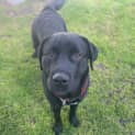 Photo of Basil
