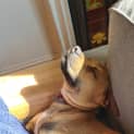 Photo of Ollie