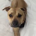 Photo of Ollie