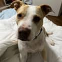 Photo of Marley