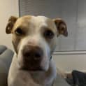 Photo of Marley