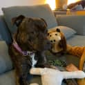Photo of Marley Bear