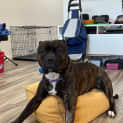 Photo of Marley Bear